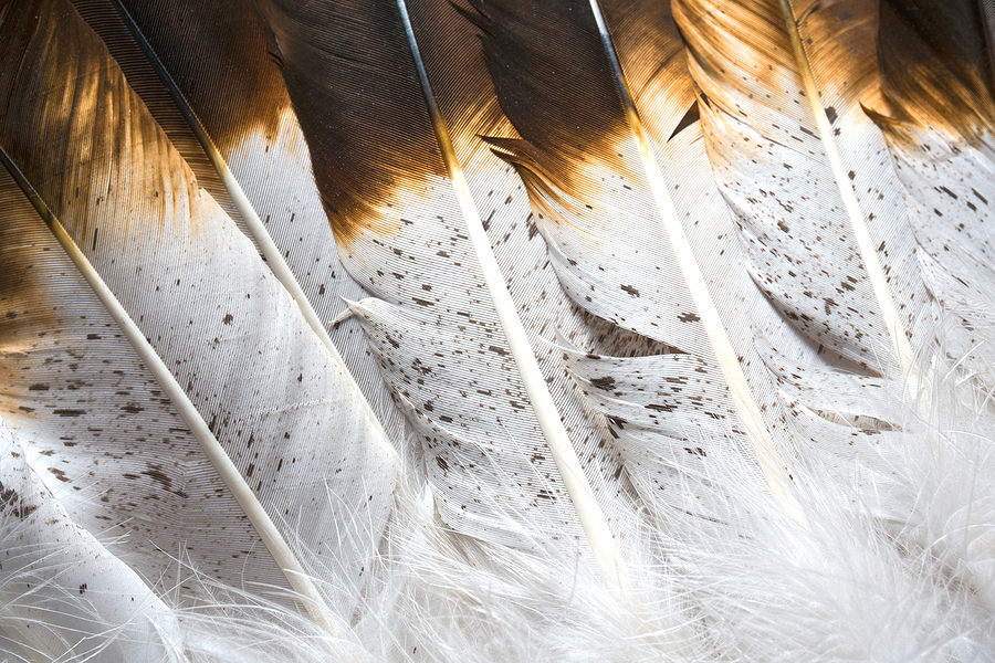 Indian feathers