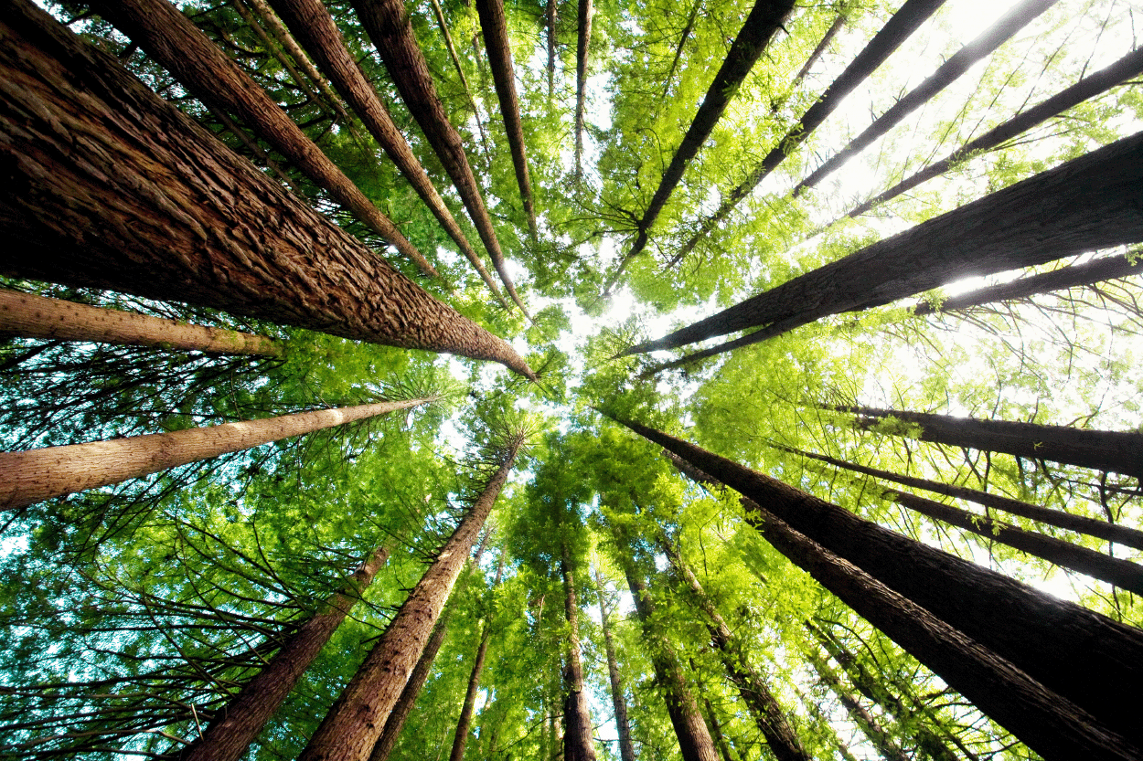 a view of tall pine trees from the ground looking up to the green tree tops and sky